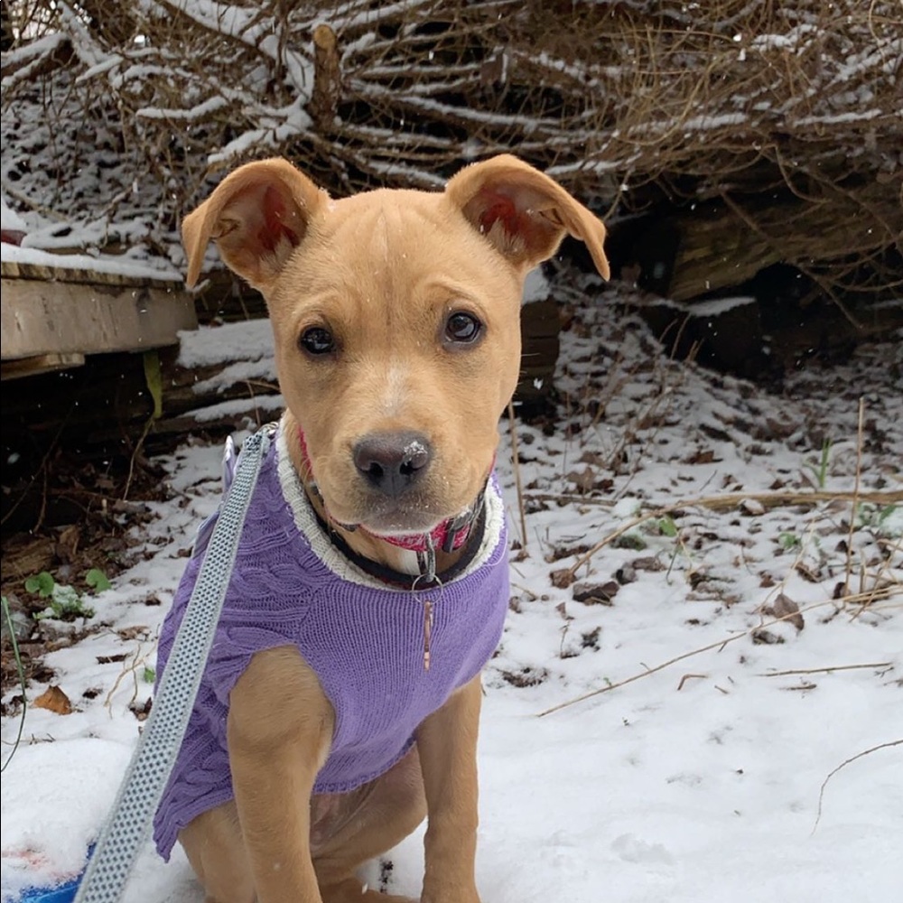 Meet your Posher, Abbie